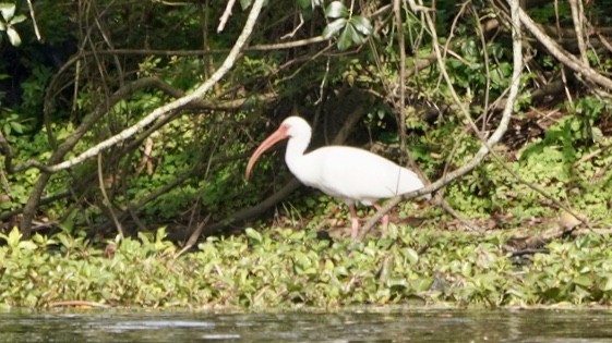 White Ibis - ML139350141