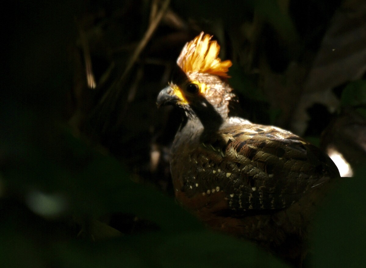 Starred Wood-Quail - ML139352171