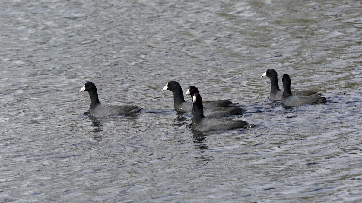 American Coot - ML139353701