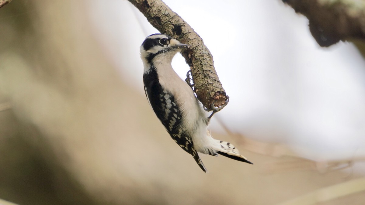 Downy Woodpecker - ML139354541