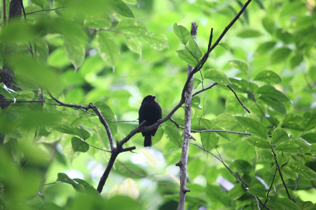 Lesser Antillean Bullfinch - ML139354691