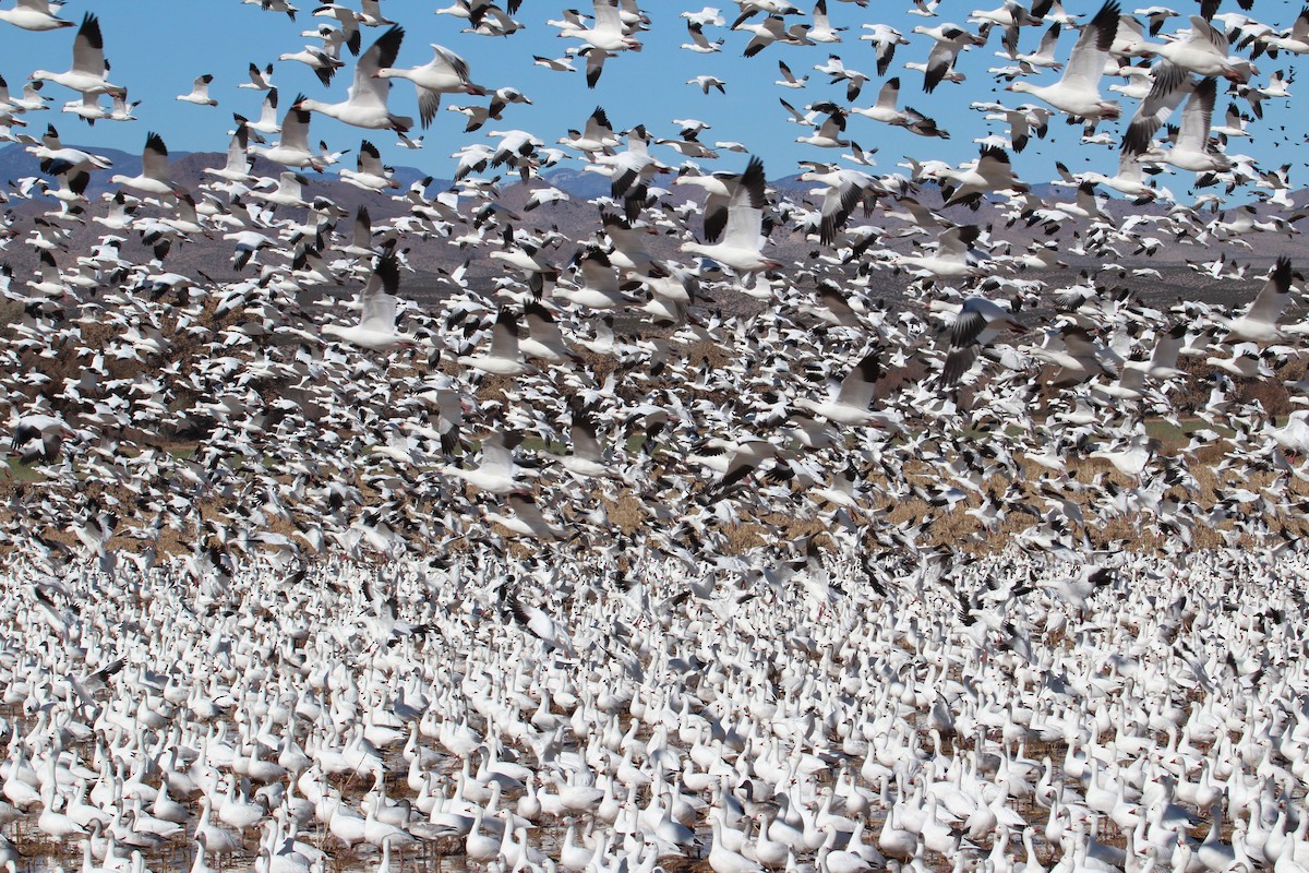 Snow Goose - Jan Allen