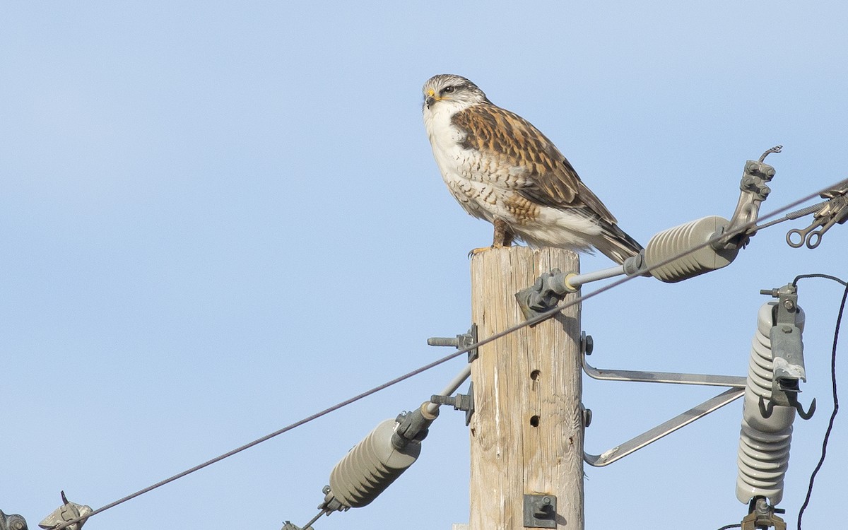 Ferruginous Hawk - Alex Eberts