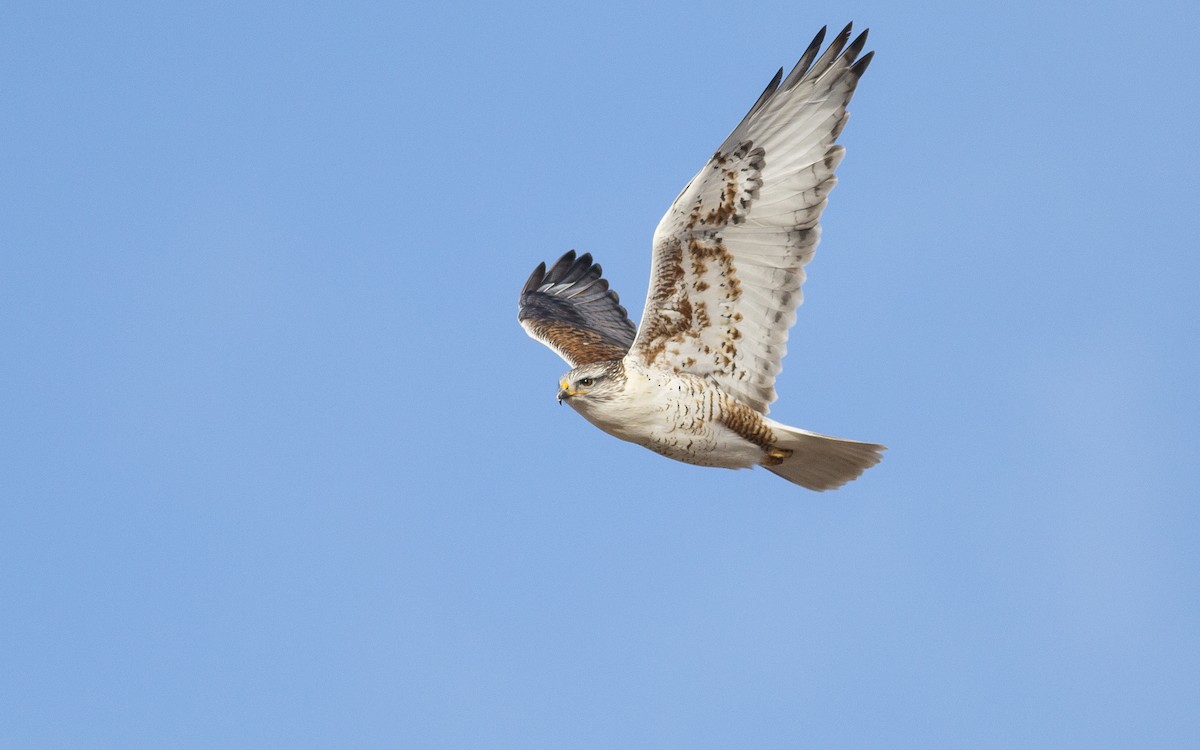 Ferruginous Hawk - ML139355701