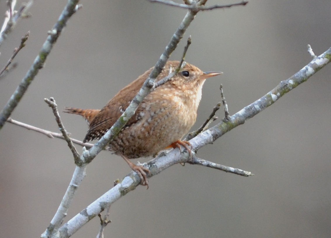 Winter Wren - ML139355741