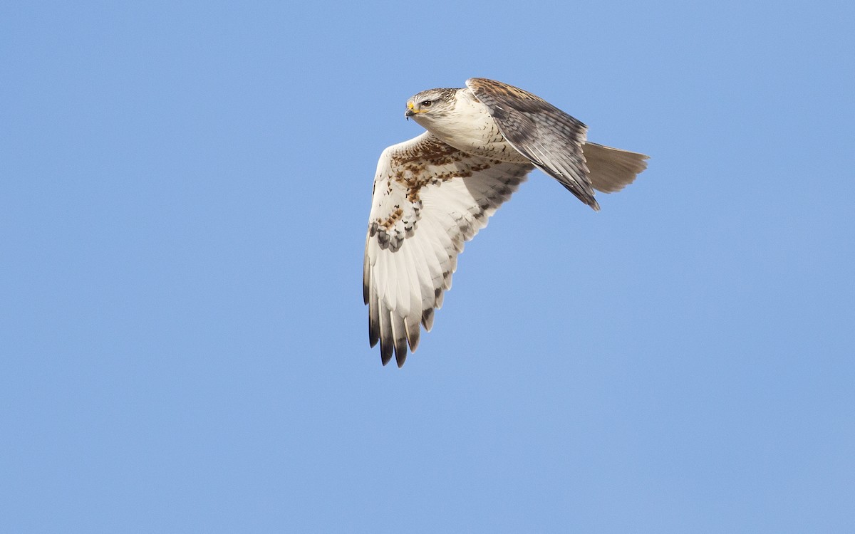 Ferruginous Hawk - Alex Eberts