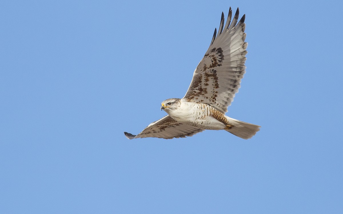 Ferruginous Hawk - ML139355761