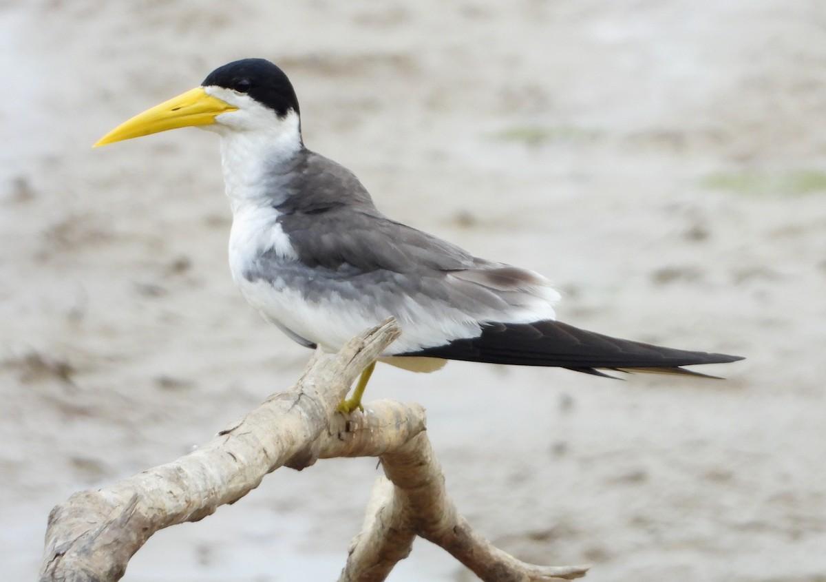 Large-billed Tern - Lauri Taylor