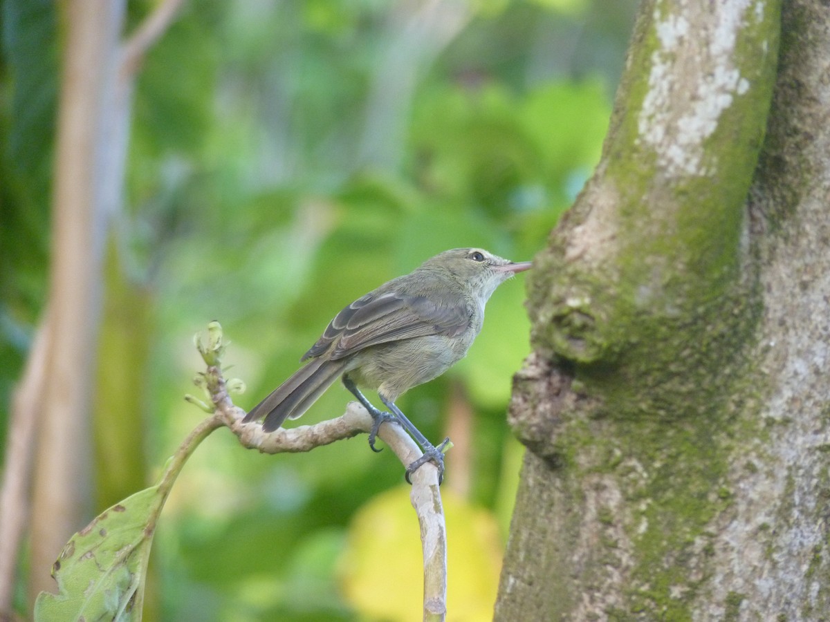 Seychelles Warbler - ML139356321