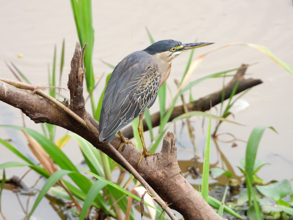 Striated Heron - ML139356391