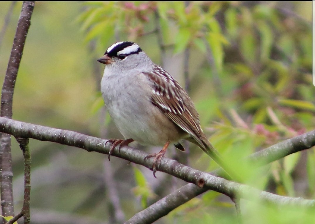 White-crowned Sparrow - ML139357011