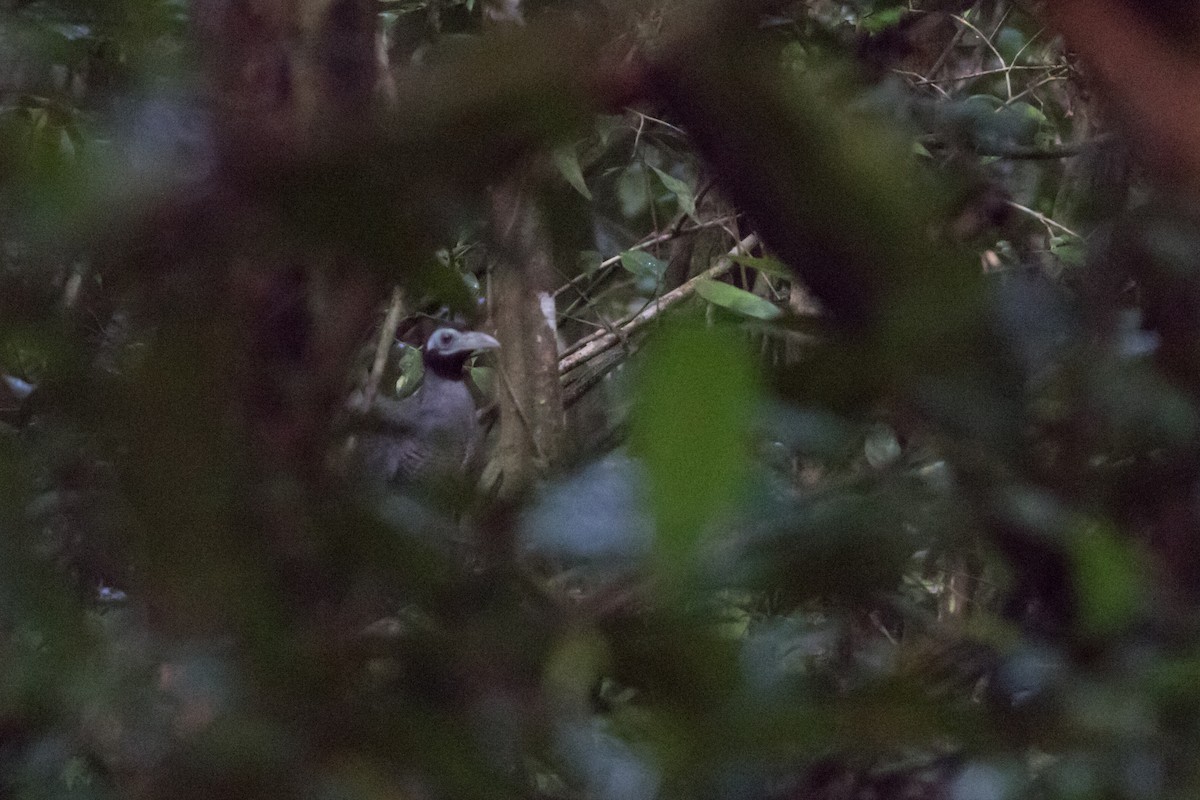 Bornean Ground-Cuckoo - ML139357951