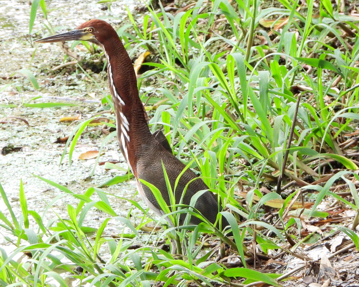 Rufescent Tiger-Heron - ML139358111