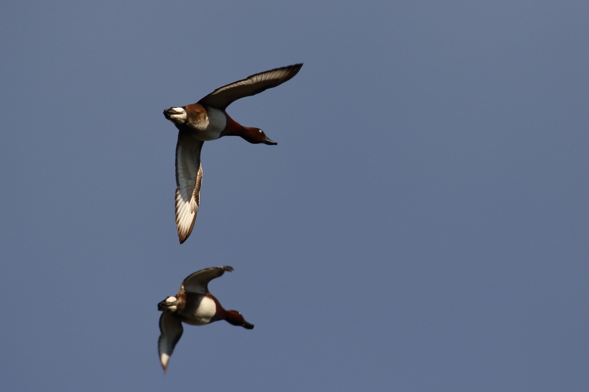 Ferruginous Duck - ML139358351