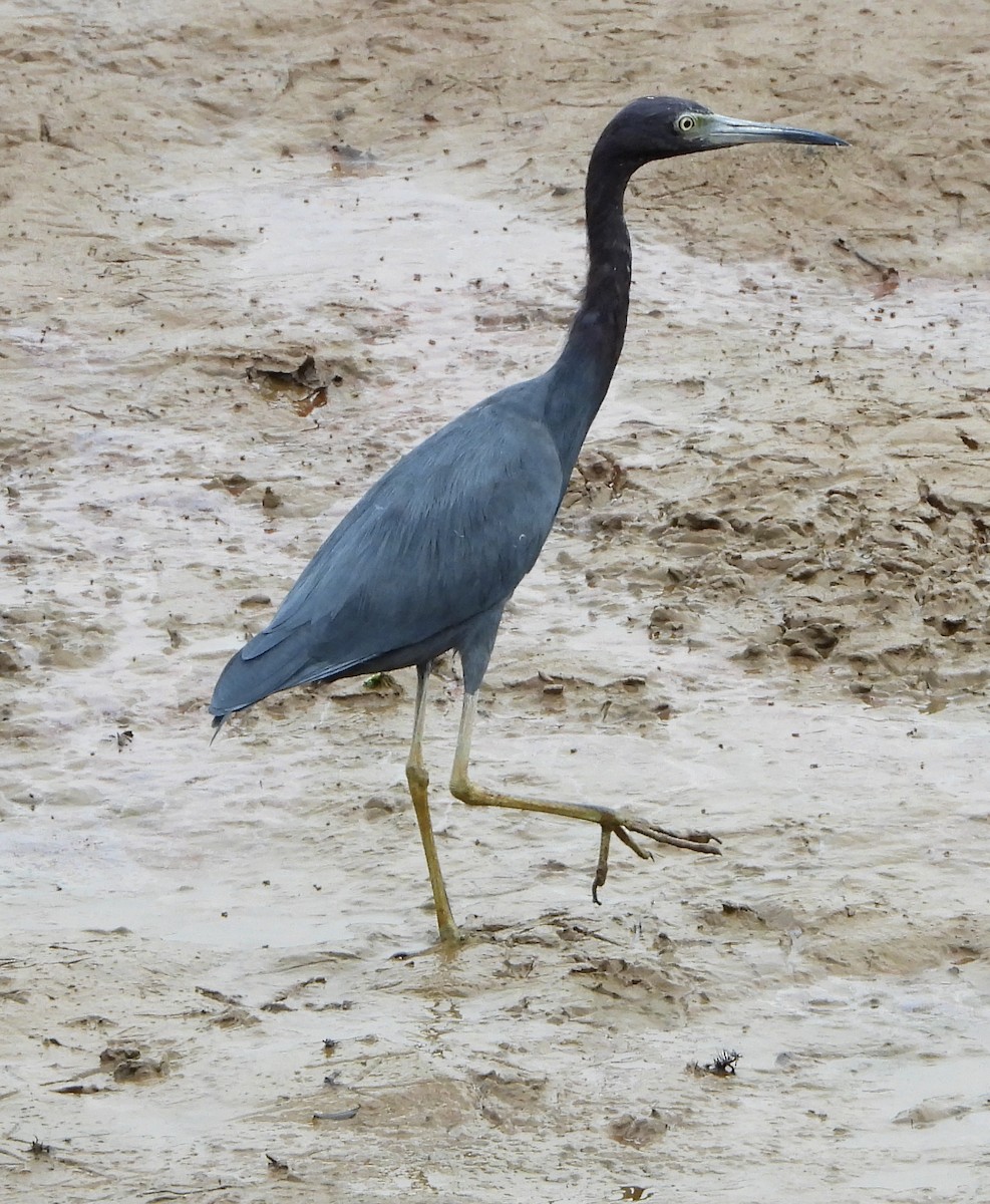 Little Blue Heron - ML139358411