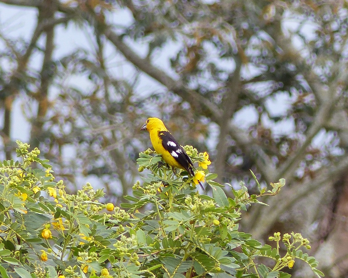 Golden Grosbeak - Mike McGrenere