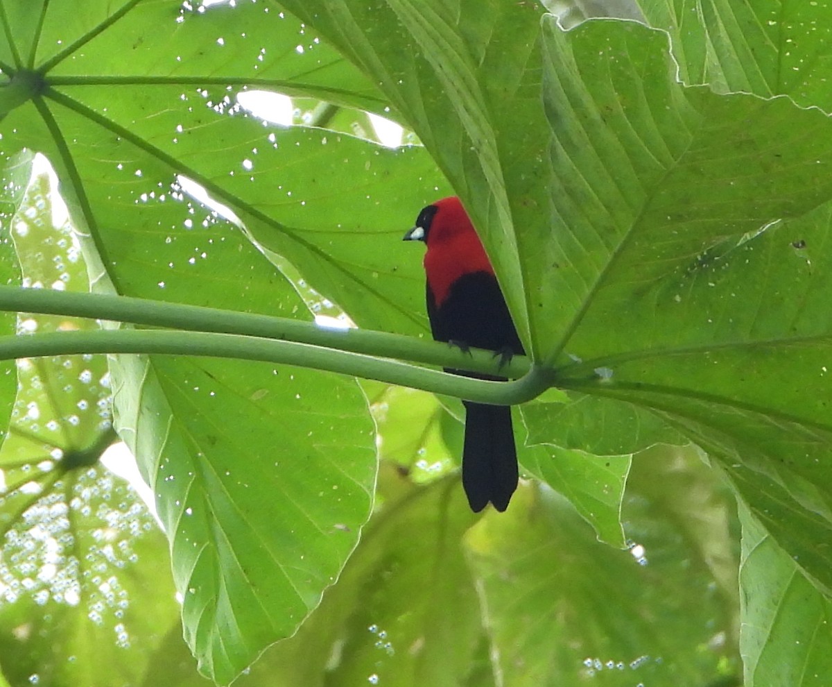 Masked Crimson Tanager - Lauri Taylor