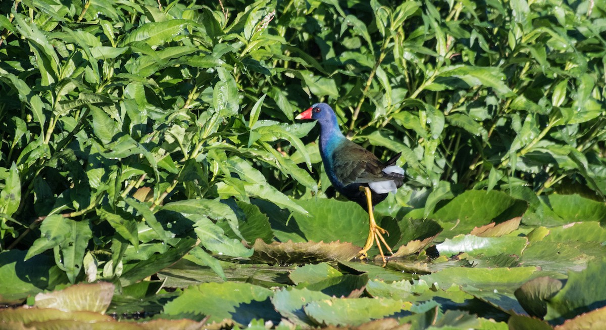 Purple Gallinule - Simon Boivin