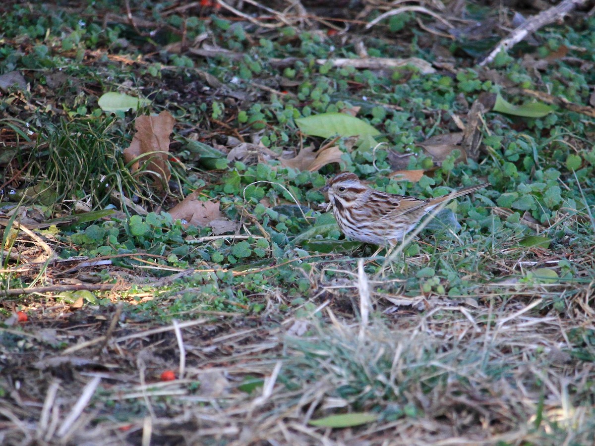 Song Sparrow - ML139361751