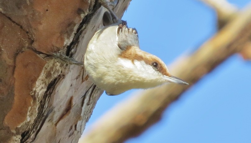 Brown-headed Nuthatch - Tom Obrock