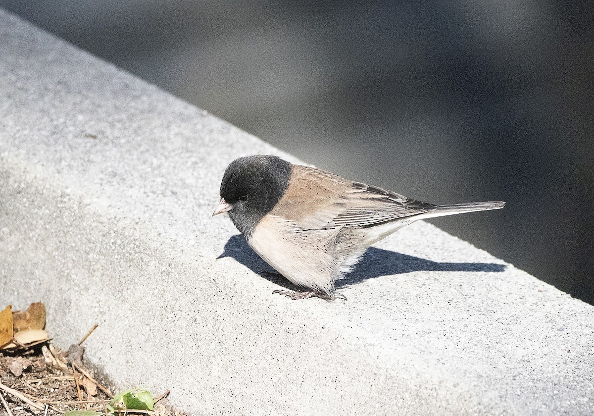 Dark-eyed Junco (Oregon) - ML139363451