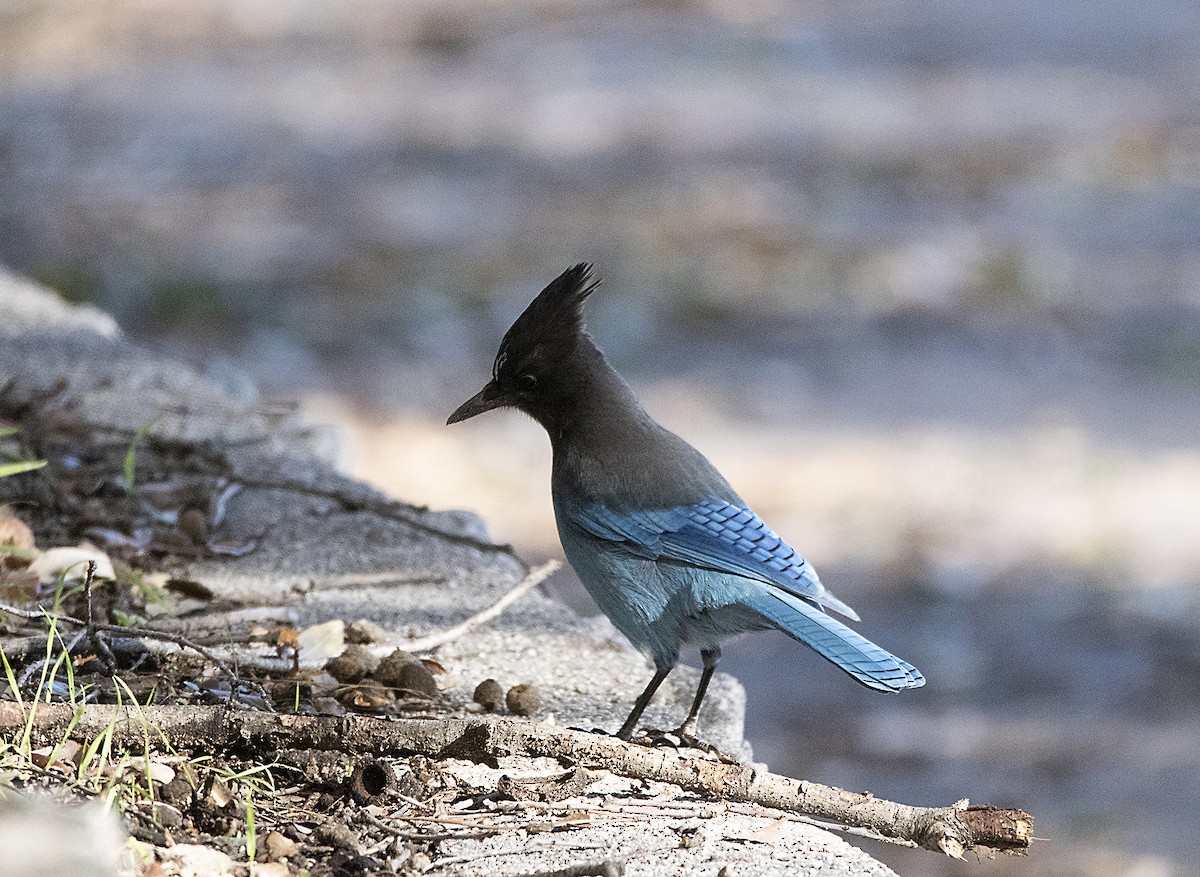 Steller's Jay - Javier Vazquez