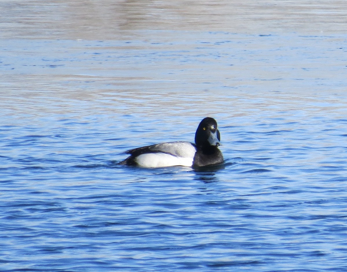 Greater Scaup - ML139365791