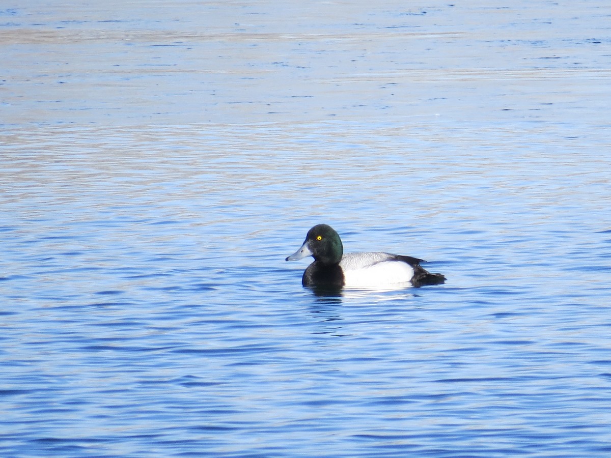 Greater Scaup - ML139365801