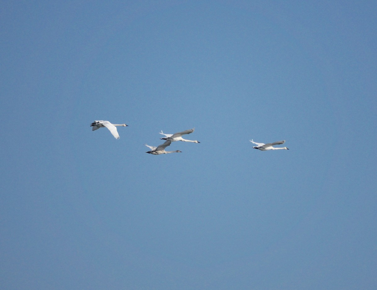 Trumpeter Swan - ML139370121