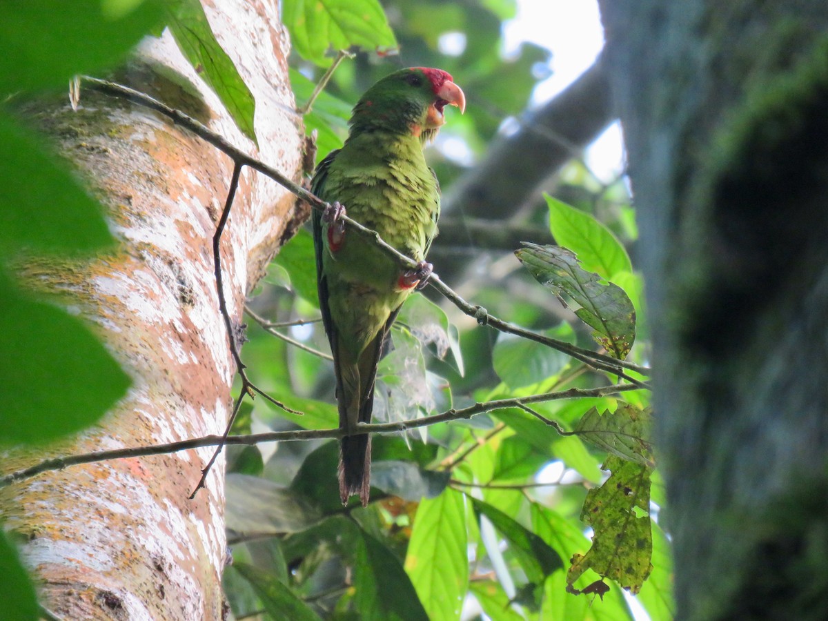 Scarlet-fronted Parakeet - ML139370381