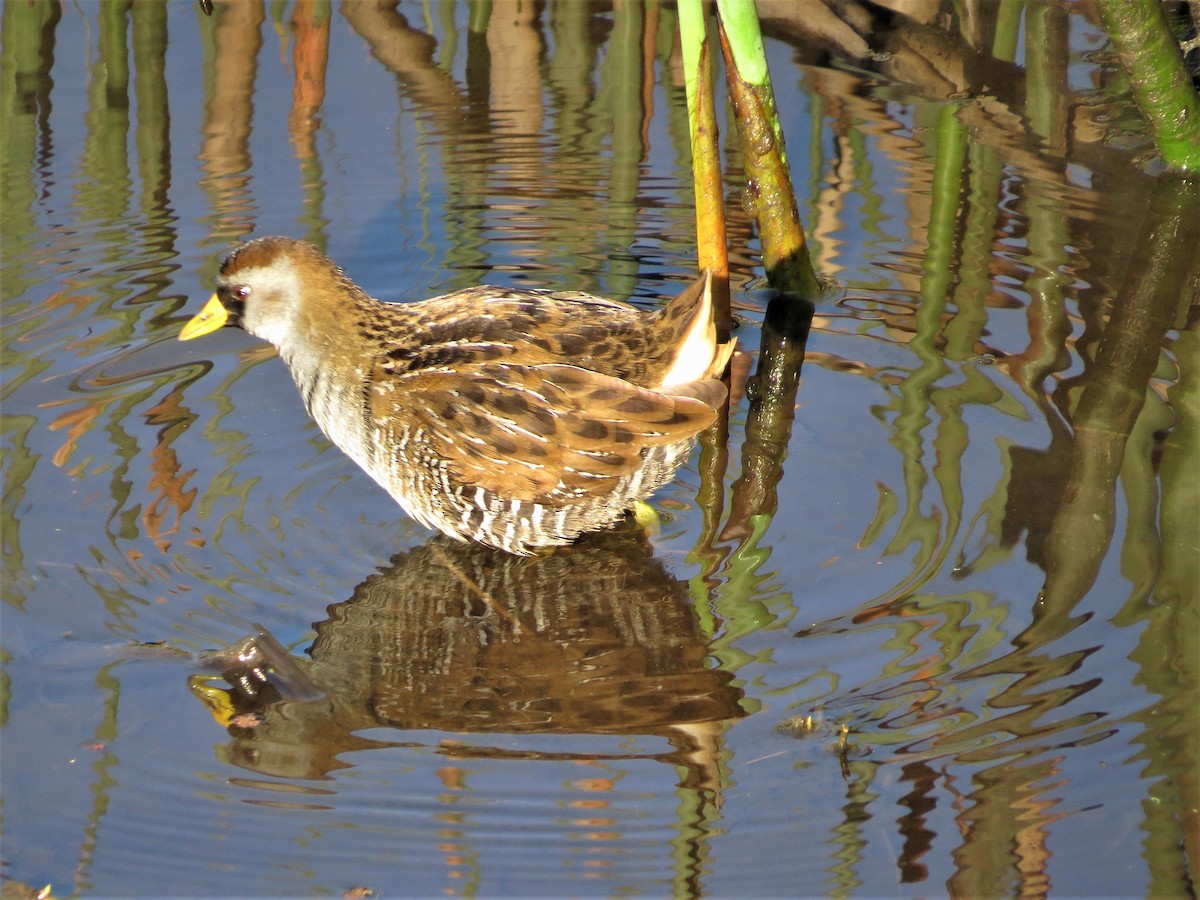 Polluela Sora - ML139372111