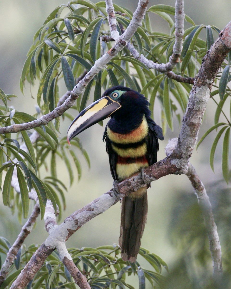 Many-banded Aracari - Doug Cooper