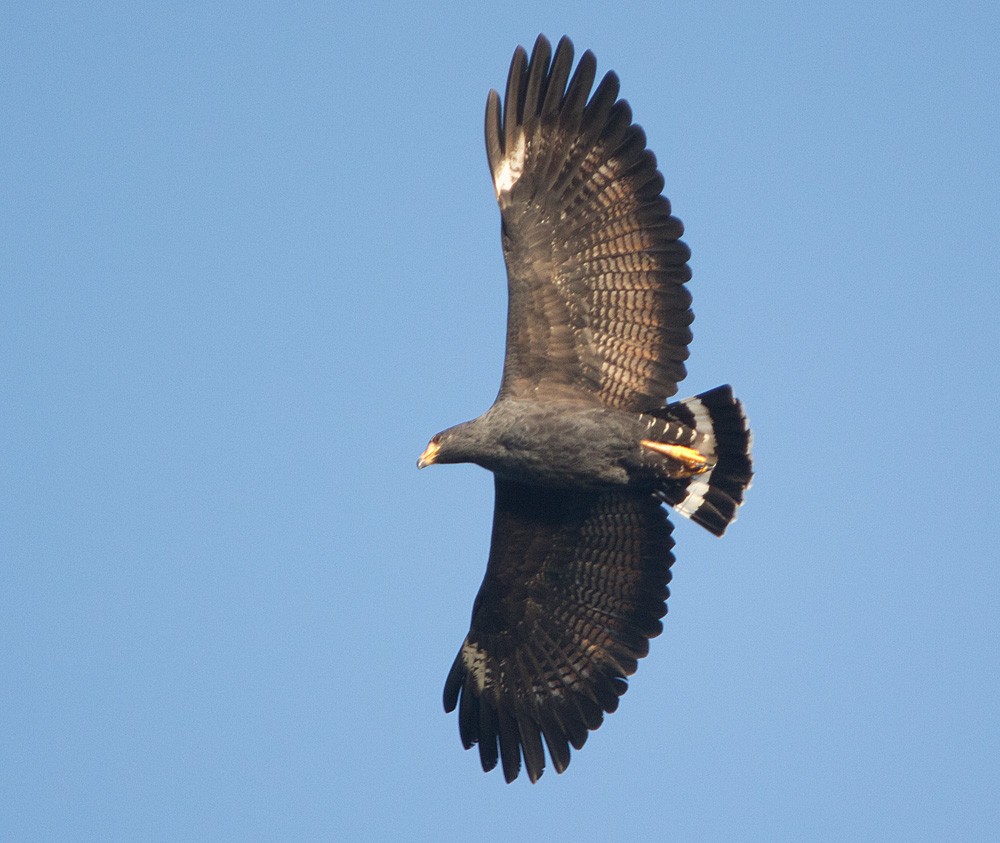 Common Black Hawk - Julie MacDonald