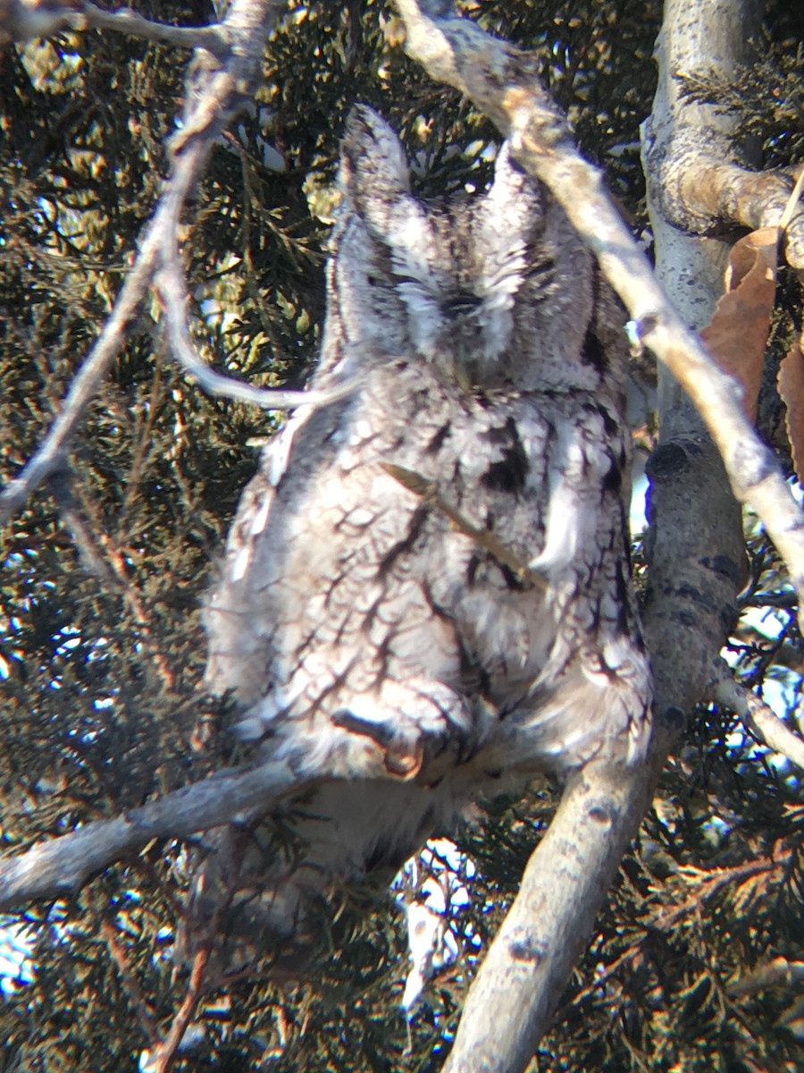 Eastern Screech-Owl - ML139374971