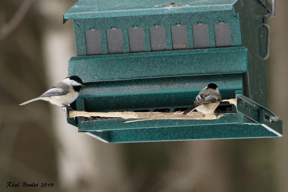 Black-capped Chickadee - ML139375041