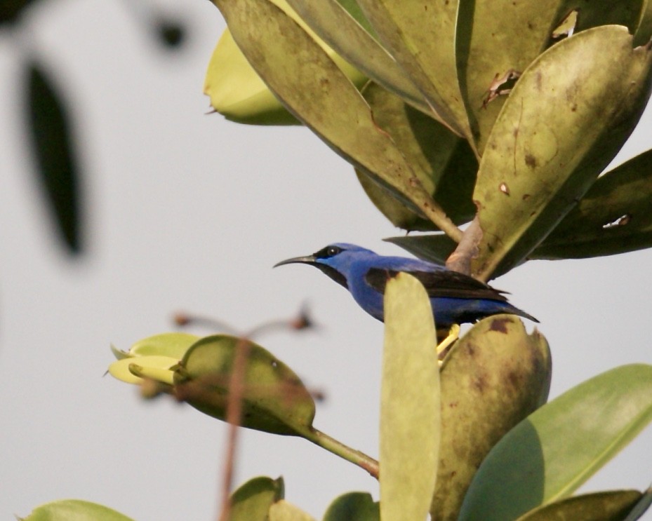 Purple Honeycreeper - Doug Cooper