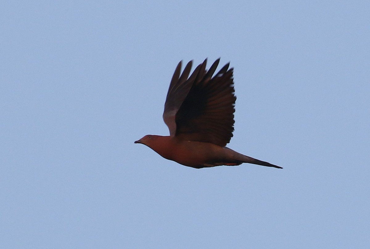 Plain Pigeon - Matthew Grube