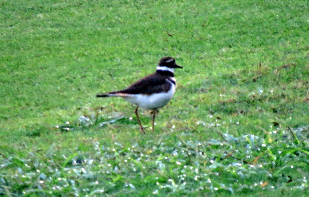 Killdeer - Pat McKay