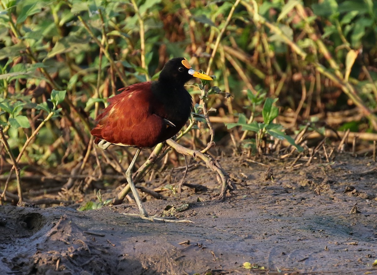 Northern Jacana - Matthew Grube