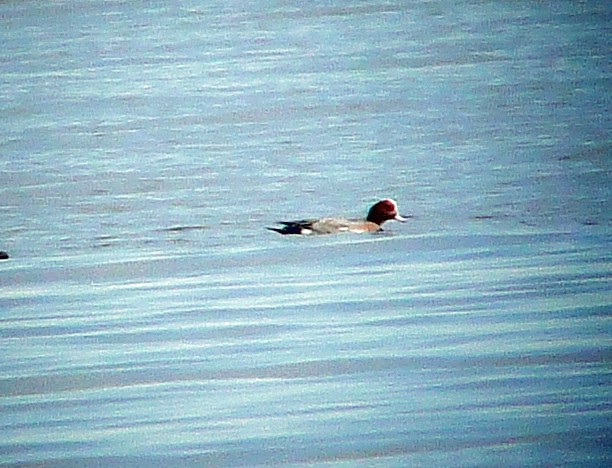 Eurasian Wigeon - ML139381291