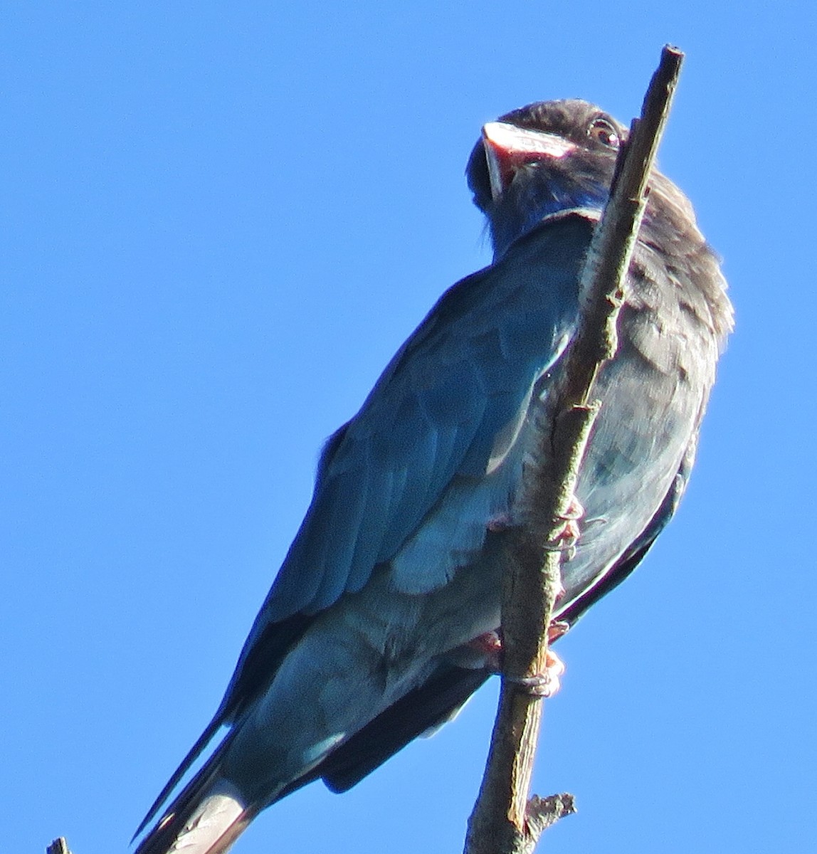 Dollarbird - ML139381961