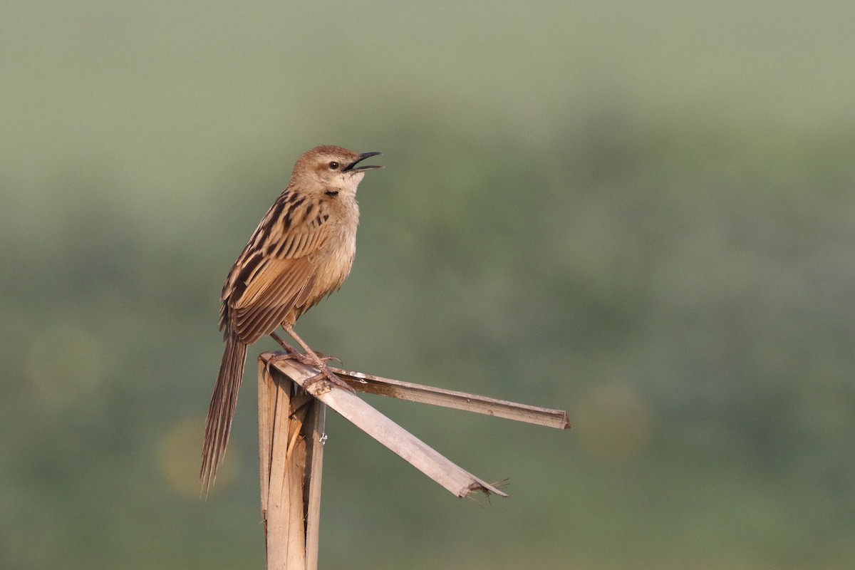 Striated Grassbird - Sharif Uddin