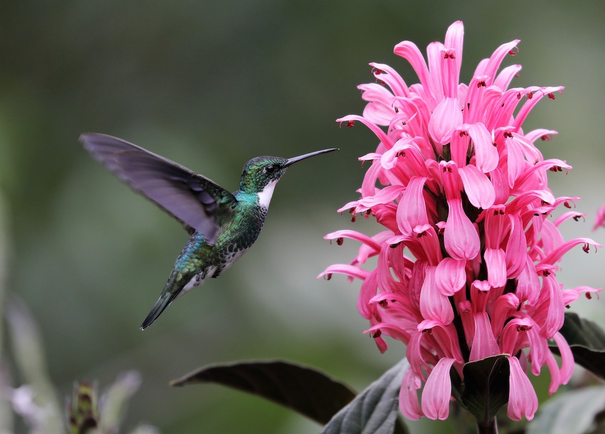 Colibri à gorge blanche - ML139382611