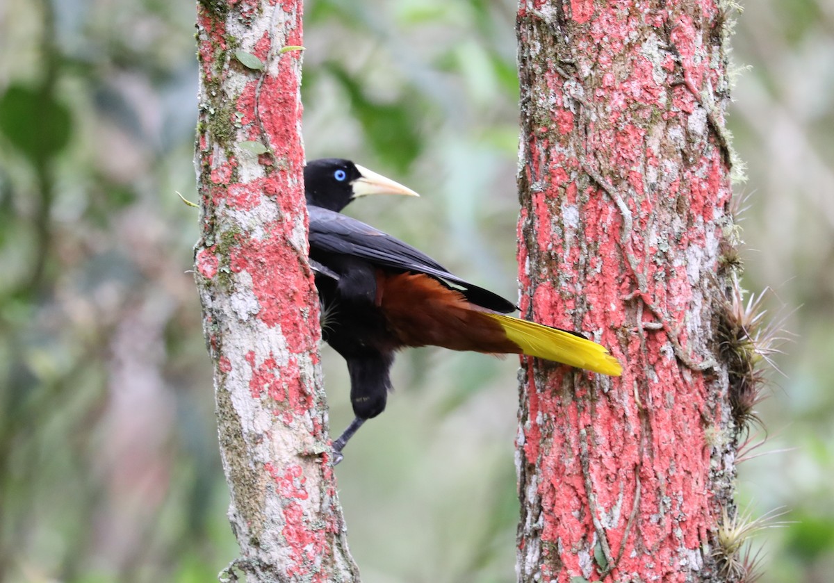 Crested Oropendola - ML139382691