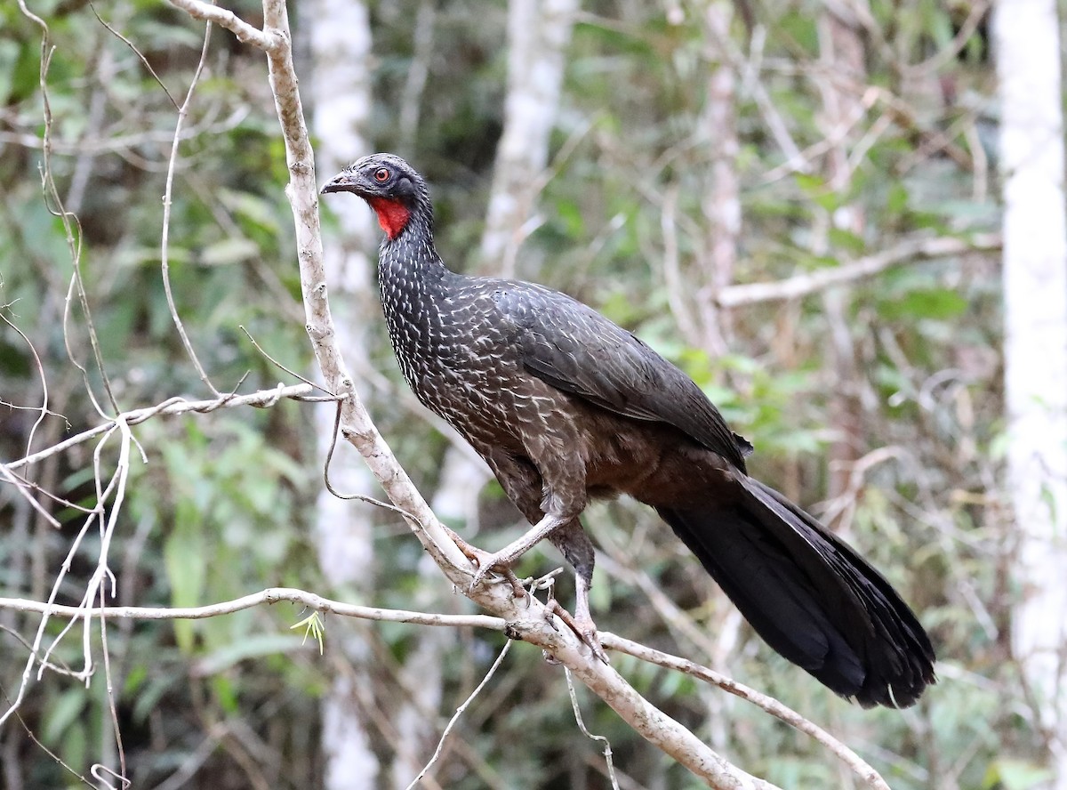 Dusky-legged Guan - ML139383161