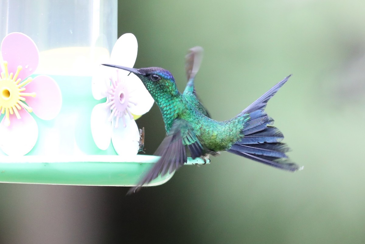 kolibřík fialovotemenný - ML139383391