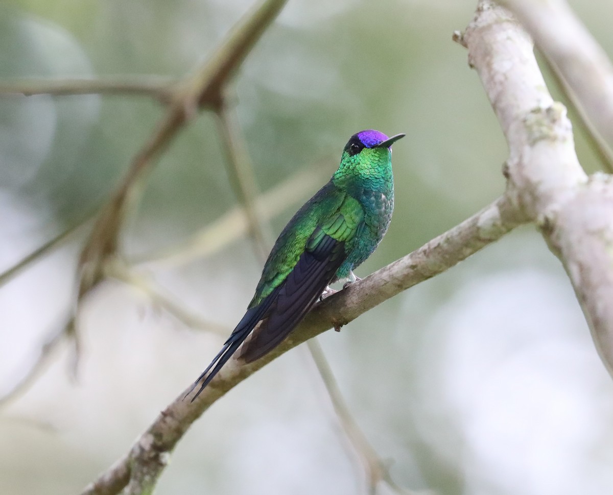 kolibřík fialovotemenný - ML139383411