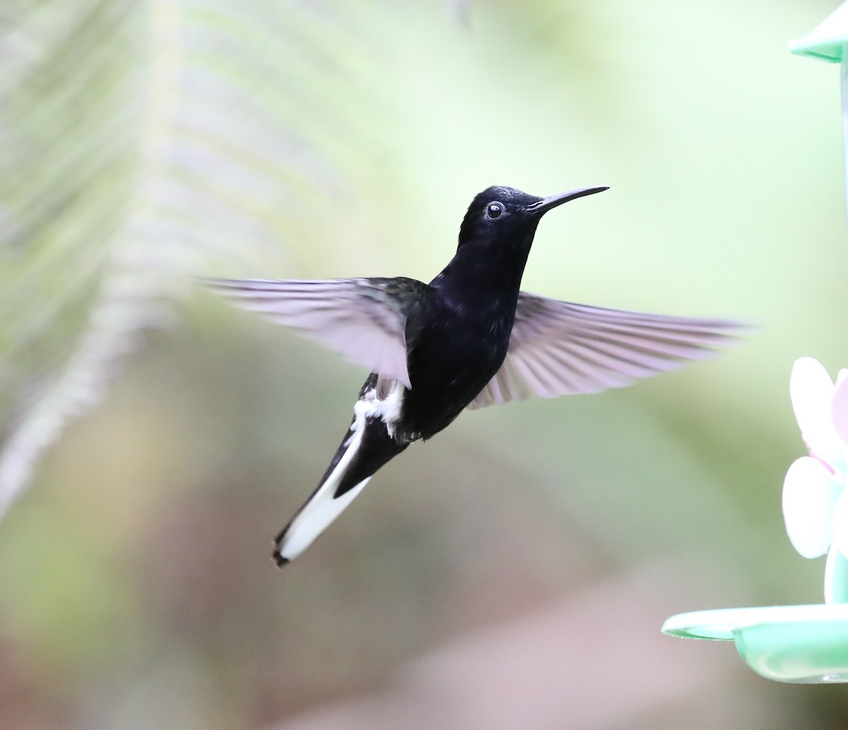 Colibrí Negro - ML139383621