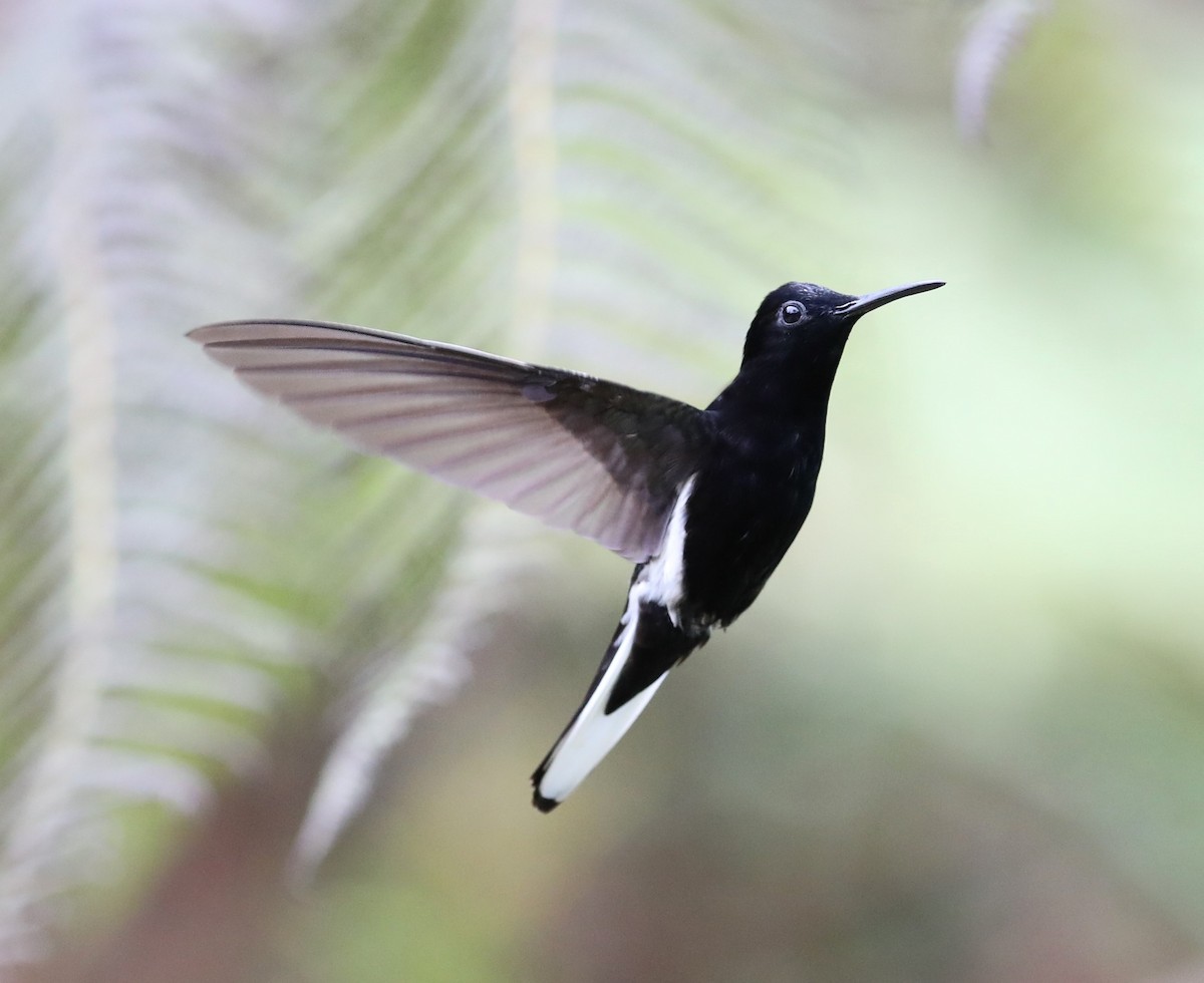 Colibrí Negro - ML139383631