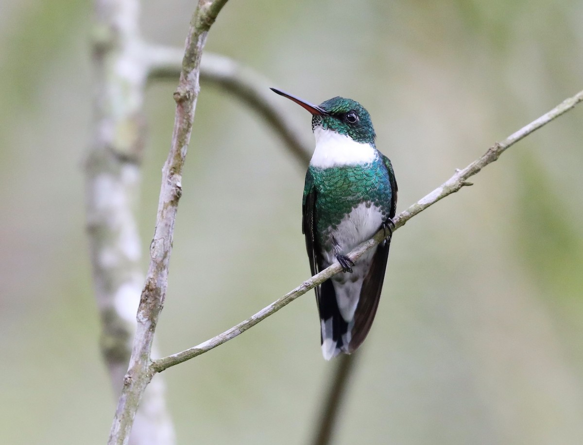 Colibrí Gargantilla - ML139383731